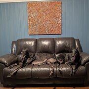 Home Owner wanting sitter in Brisbane, Queensland