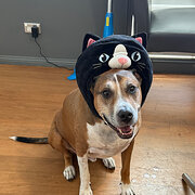 Home Owner wanting sitter in , New South Wales