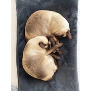 Home Owner wanting sitter in , New South Wales