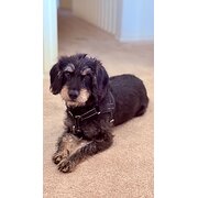 Home Owner wanting sitter in Adelaide, South Australia