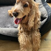 Home Owner wanting sitter in , Victoria