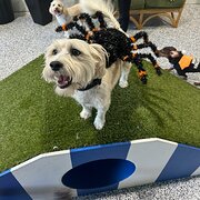 Home Owner wanting sitter in , New South Wales