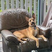 Home Owner wanting sitter in Brisbane, Queensland