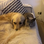 Home Owner wanting sitter in sydney, New South Wales