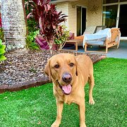 Home Owner wanting sitter in , Queensland