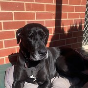 Home Owner wanting sitter in Littlehampton, South Australia