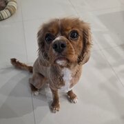 Home Owner wanting sitter in , New South Wales