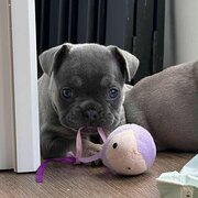 Home Owner wanting sitter in woodford, Queensland