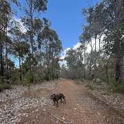 Home Owner wanting sitter in , Western Australia