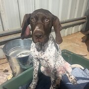 Home Owner wanting sitter in , New South Wales