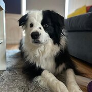 Home Owner wanting sitter in Perth, Western Australia