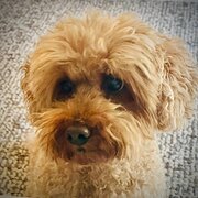 House Sitter - Reliable and caring pet sitter