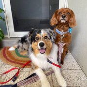 Home Owner wanting sitter in Perth, Western Australia