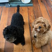 Home Owner wanting sitter in , Western Australia