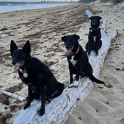 Home Owner wanting sitter in Mackay , Queensland