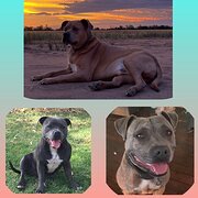 Home Owner wanting sitter in Goondiwindi & Moree , New South Wales