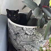 Home Owner wanting sitter in , Queensland