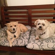 Home Owner wanting sitter in , Western Australia