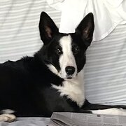 Home Owner wanting sitter in Bendigo , Victoria