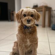 Home Owner wanting sitter in Brisbane , Queensland