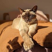 Home Owner wanting sitter in Melbourne, Victoria