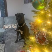 Home Owner wanting sitter in Richmond , New South Wales