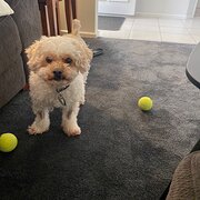 Home Owner wanting sitter in Adelaide, South Australia