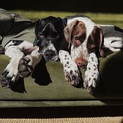 Home Owner wanting sitter in , Victoria