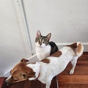 Home Owner wanting sitter in Brisbane , Queensland