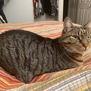 Home Owner wanting sitter in Brisbane , Queensland