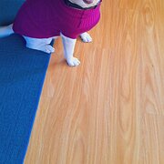 Home Owner wanting sitter in , Victoria