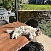 Home Owner wanting sitter in Brisbane, Queensland