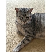 Home Owner wanting sitter in Airlie Beach, Queensland