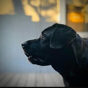 Home Owner wanting sitter in , New South Wales