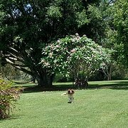 Home Owner wanting sitter in Brisbane, Queensland