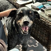 Home Owner wanting sitter in Brisbane, Queensland