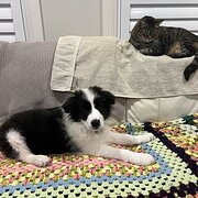 Home Owner wanting sitter in Newcastle , New South Wales