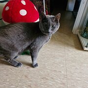 Home Owner wanting sitter in Perth, Western Australia