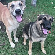 Home Owner wanting sitter in , Queensland