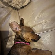 Home Owner wanting sitter in , South Australia