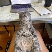 Home Owner wanting sitter in Ballarat, Victoria