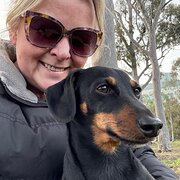 House Sitter - Reliable House sitter with Dachshund