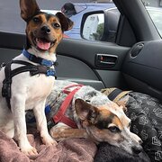 Home Owner wanting sitter in Sydney , New South Wales