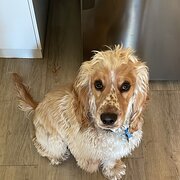 Home Owner wanting sitter in , Victoria