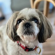 Home Owner wanting sitter in Maroochydore , Queensland