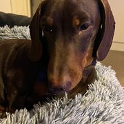 Home Owner wanting sitter in , Victoria