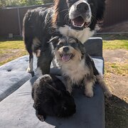 Home Owner wanting sitter in , New South Wales