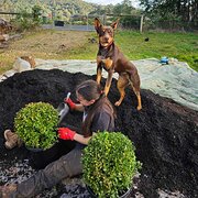 House Sitter - Drew Elizabeth 