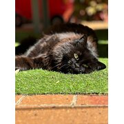 Home Owner wanting sitter in Canberra , Australian Capital Territory