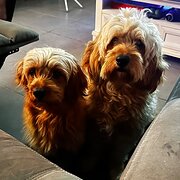 Home Owner wanting sitter in , Queensland